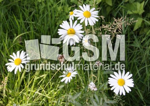 Weiße-Wucherblume-106.jpg